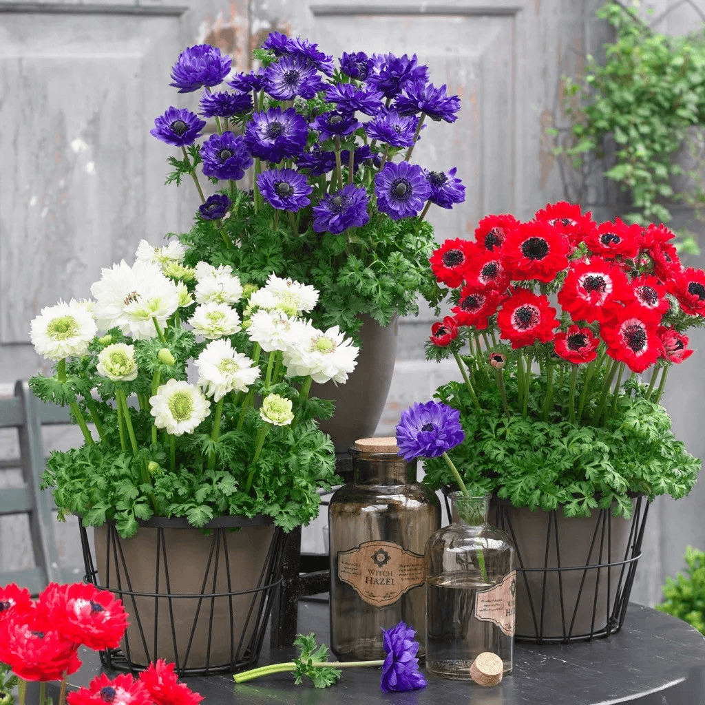 银莲花盆栽苗花卉 花期长 阳台庭院花苗四季好养易活多年生