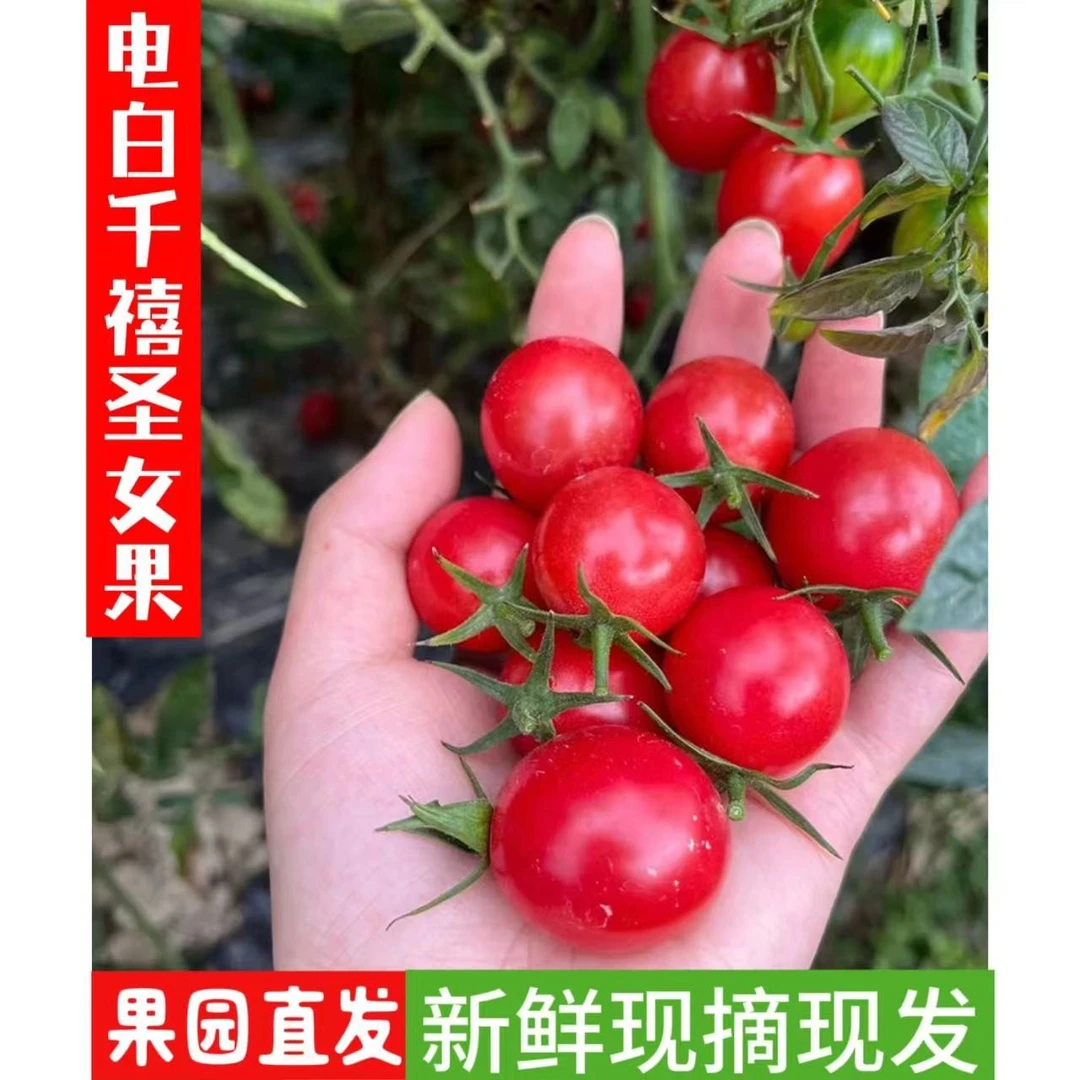 【产地直发】口感电白沙地千禧圣女果香甜新鲜营养多汁小番茄礼盒装