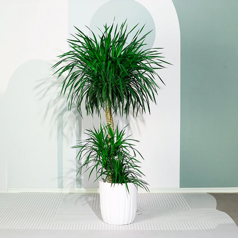 室内大型植物龙血树老桩盆栽造型大绿植绿色客厅卧室办公室净化