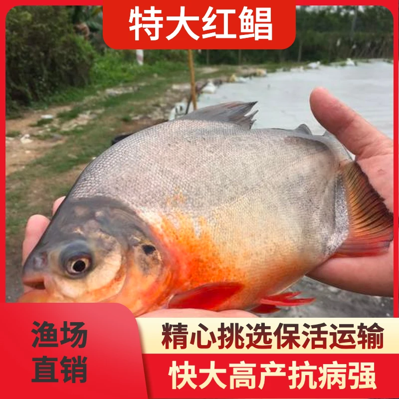 广州直发特大淡水红腹白鲳红鲳鱼活体白鲳鱼可鱼塘养殖包活包邮