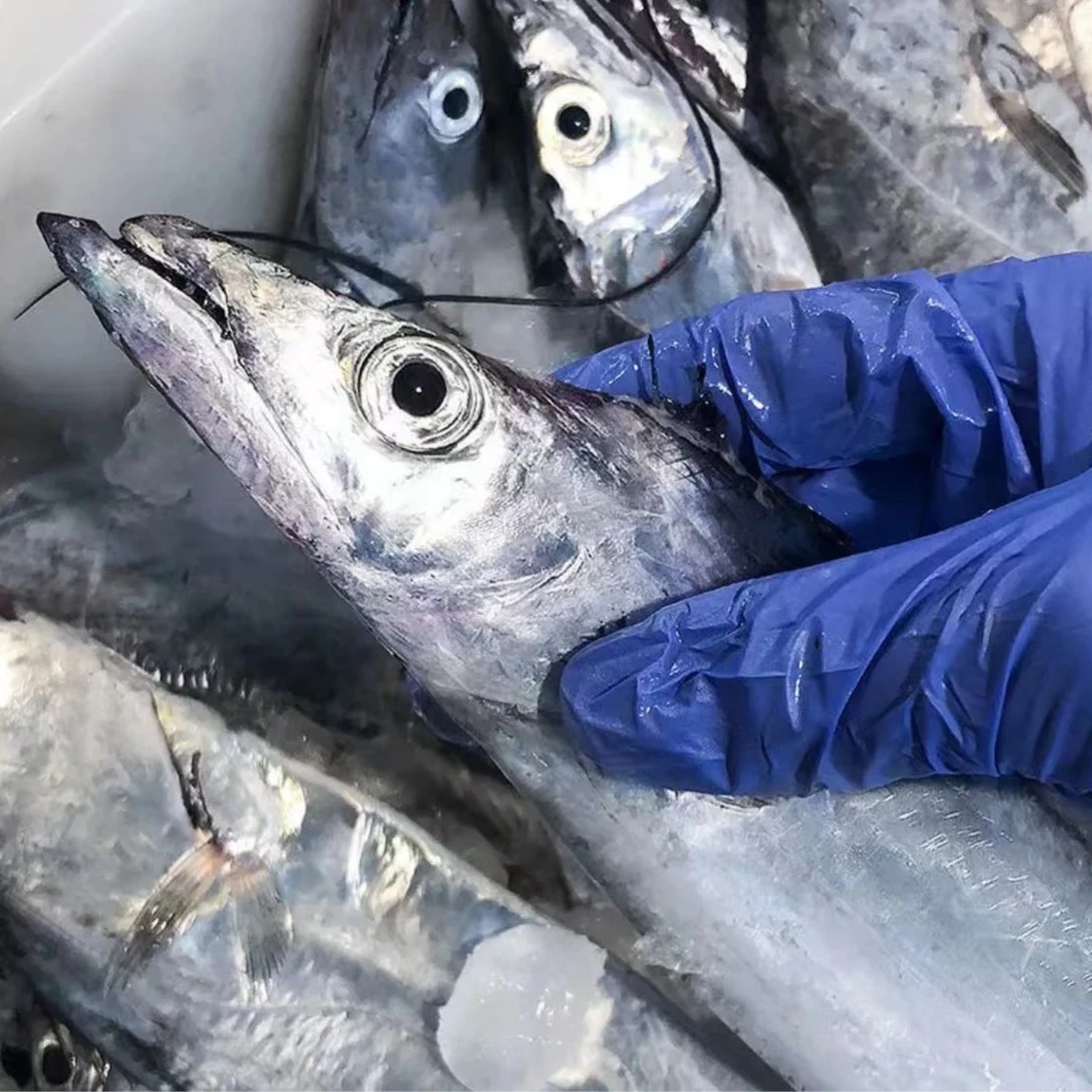 连云港发货新鲜海钓 整条带鱼单条带鱼5～6两左右  到手8条