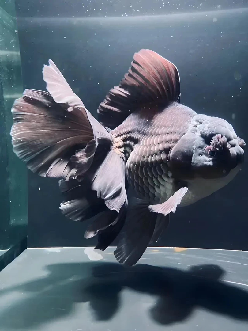 泰狮百褶。短尾（品相以直播间为准）收货拍开箱视频金鱼观赏鱼