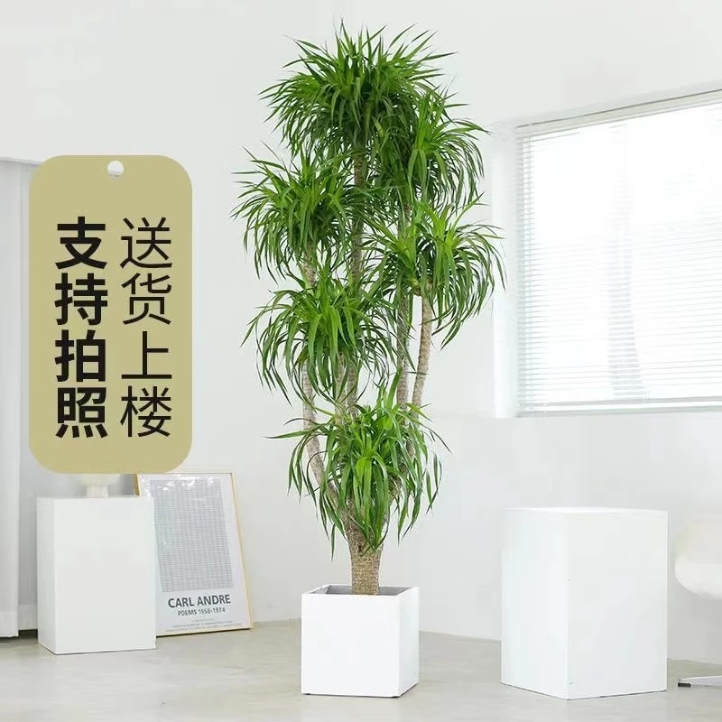 龙血树 造型老桩龙血树 客厅绿植 庭院 室内 网红植物简单春季