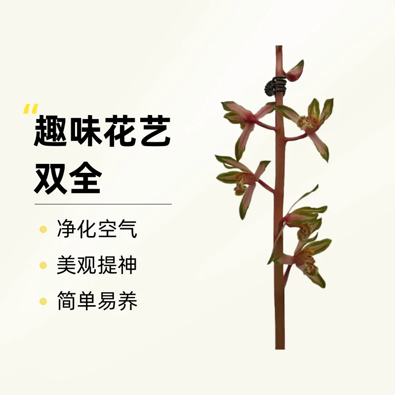 启晨兰苑精品兰花