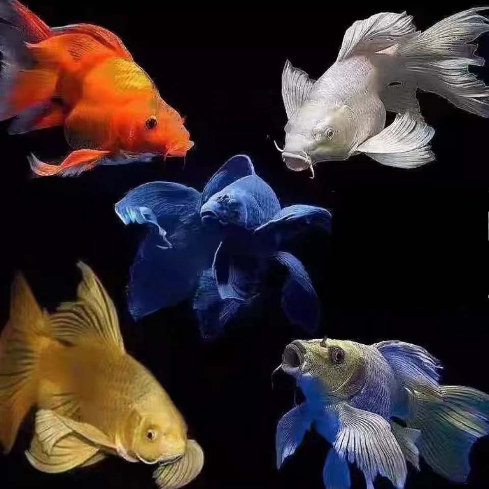 精品短身球体蝴蝶鲤