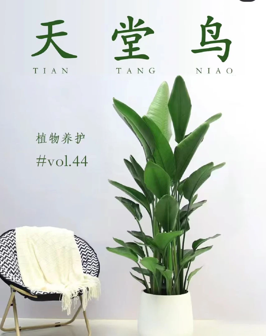 天堂鸟盆栽室内客厅绿植大型办公室观叶植物