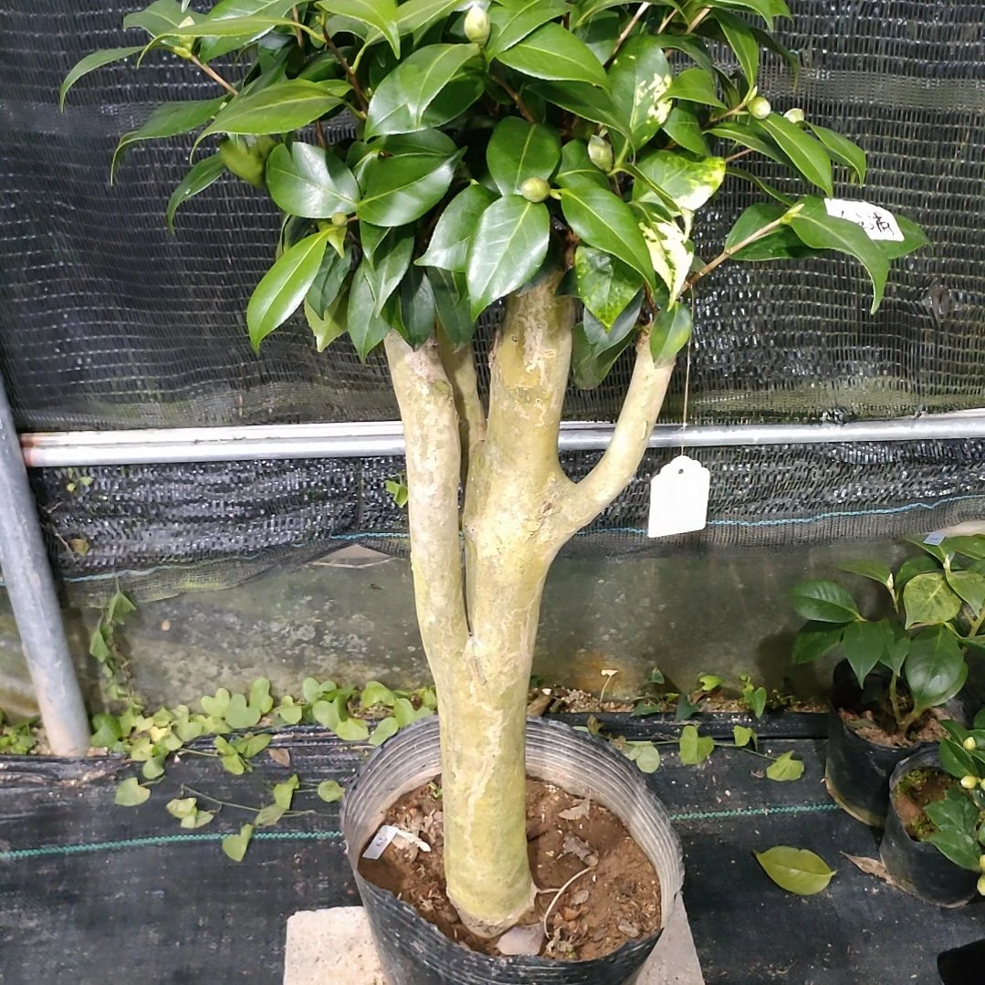 37友之蒲，原盆原土发货