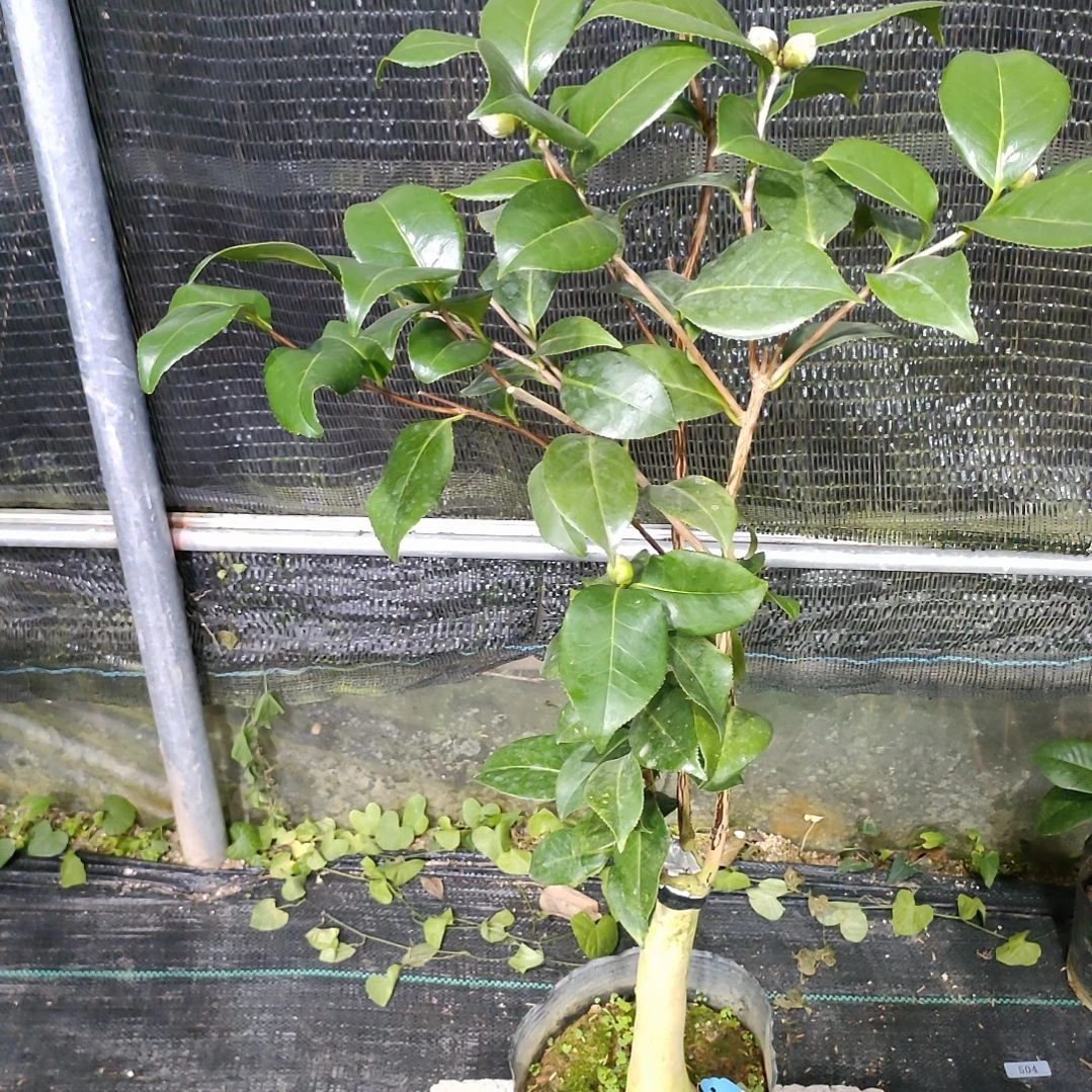 39三品，原盆原土