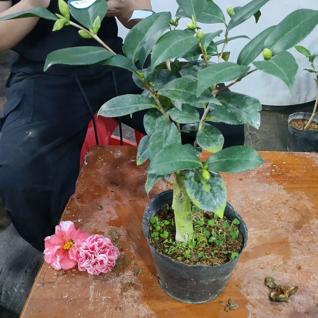 129酒中花，原盆原土发货