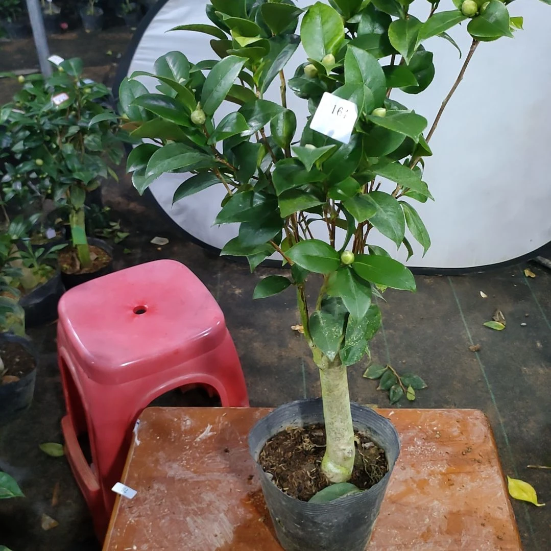 164葛蕾丝，原盆原土发货