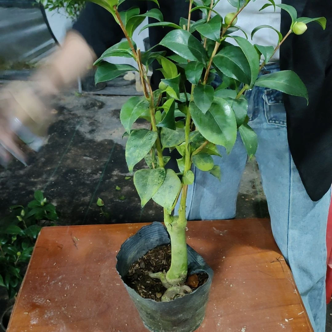 1云斑，原盆原土发货