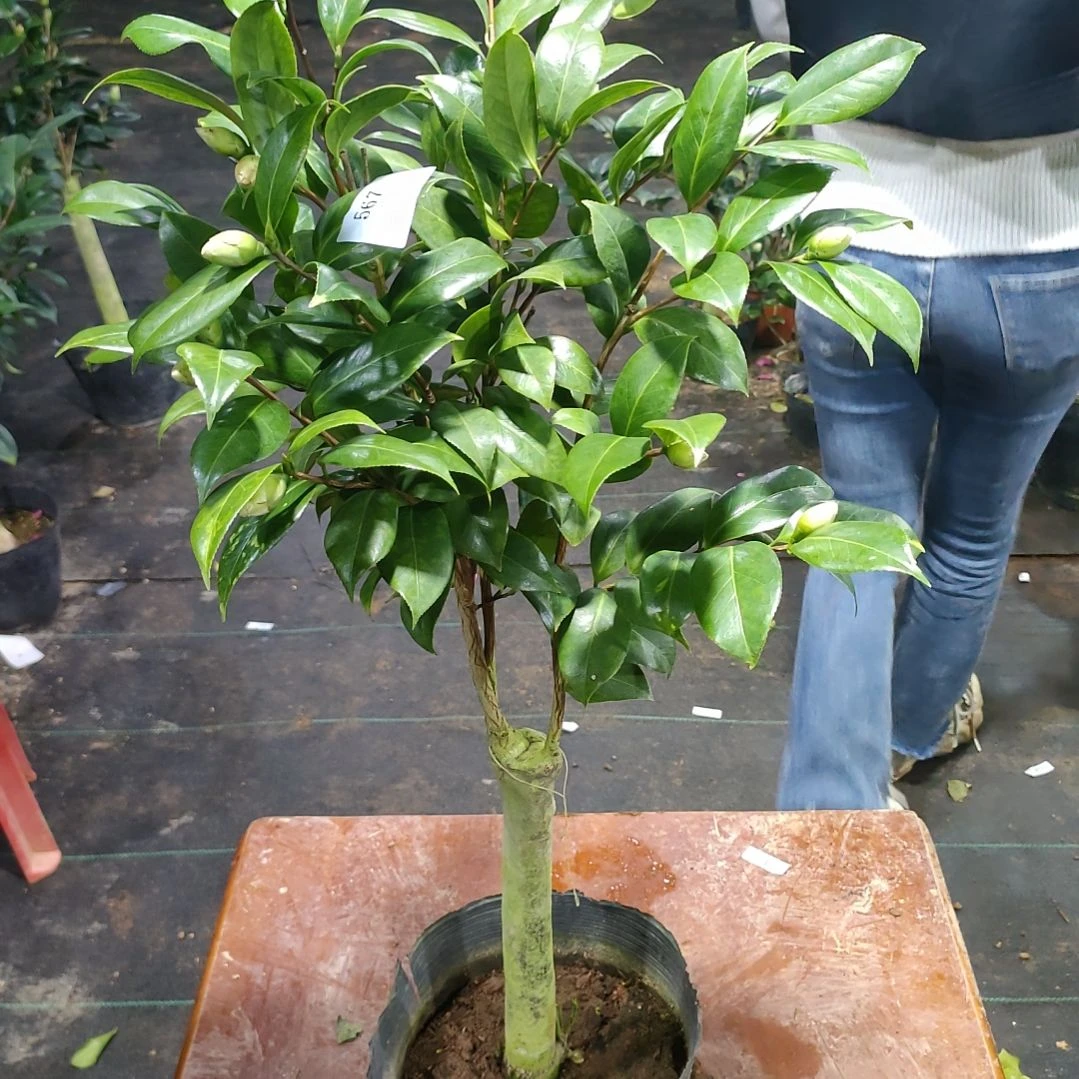 567不知名，原盆原土