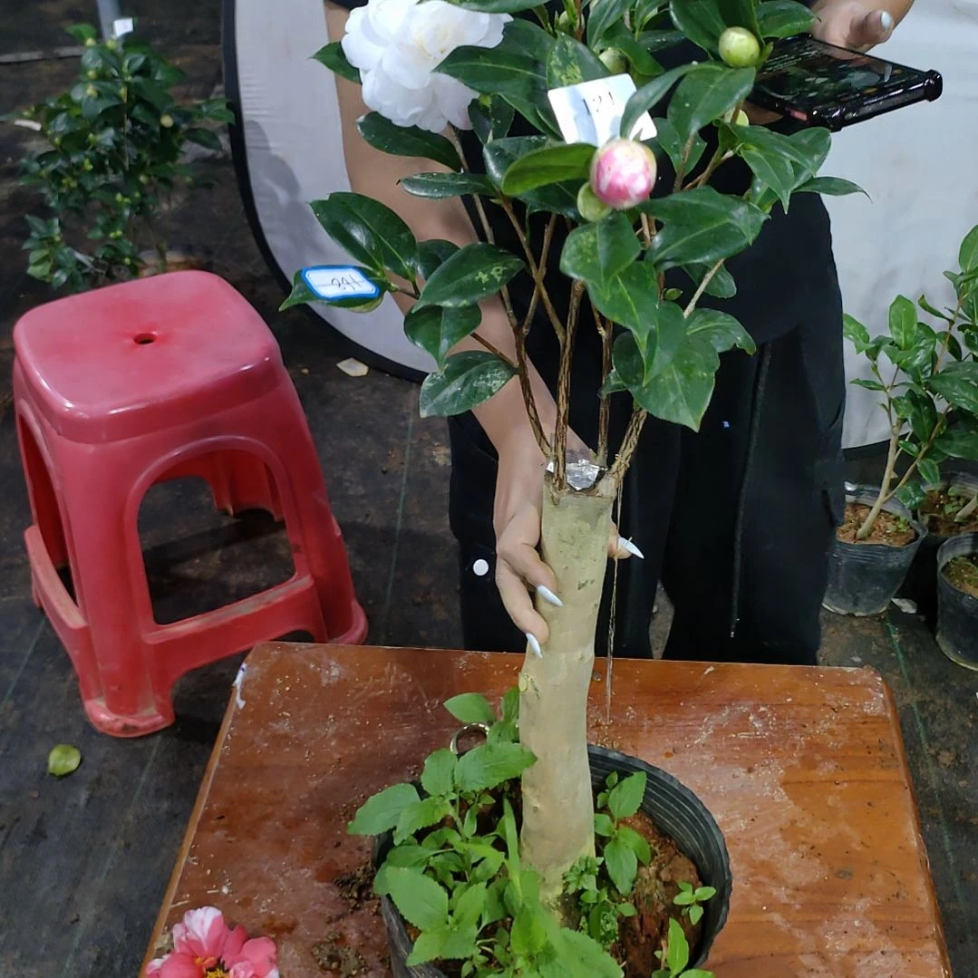 121乔伊，原盆原土发货