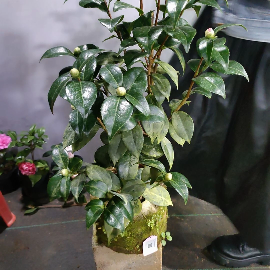 61雀斑，原盆原土发货