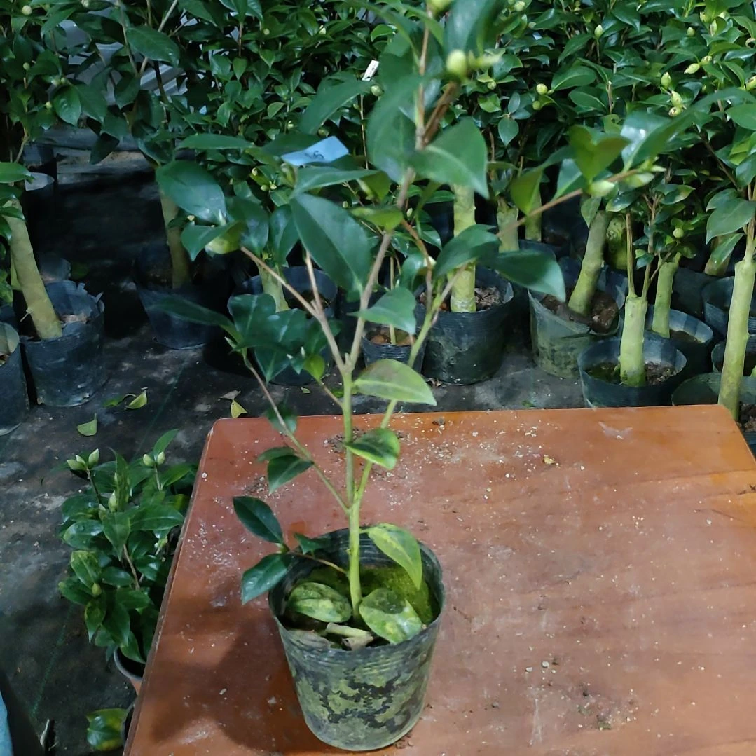 56童子面，原盆原土发货