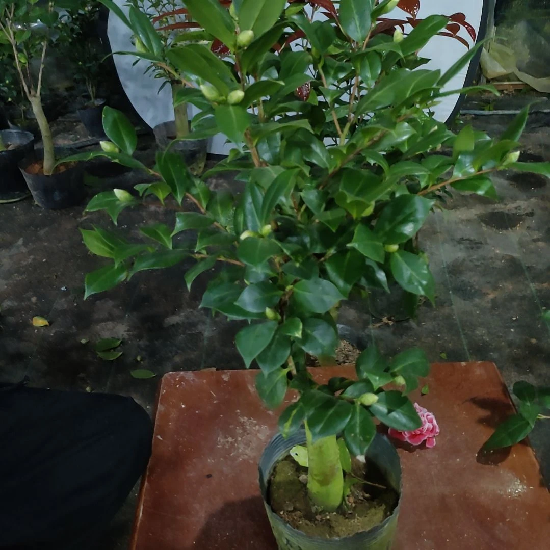 46斑丽修，七仙女，原盆原土