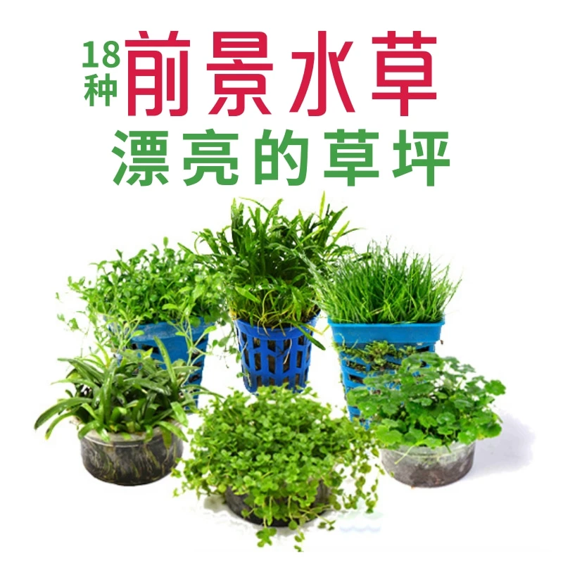 前景草类合集爬地珍珠日本矮珍珠批发活体水族箱鱼缸造景迷你水草