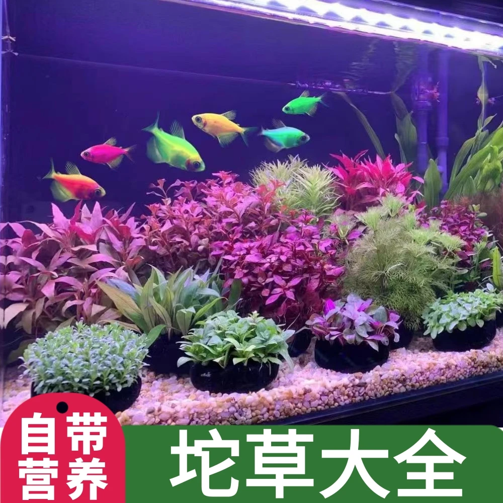 鱼缸水草植物矮珍珠牛毛淡水阴性水培坨草增氧懒人入门级造景套餐