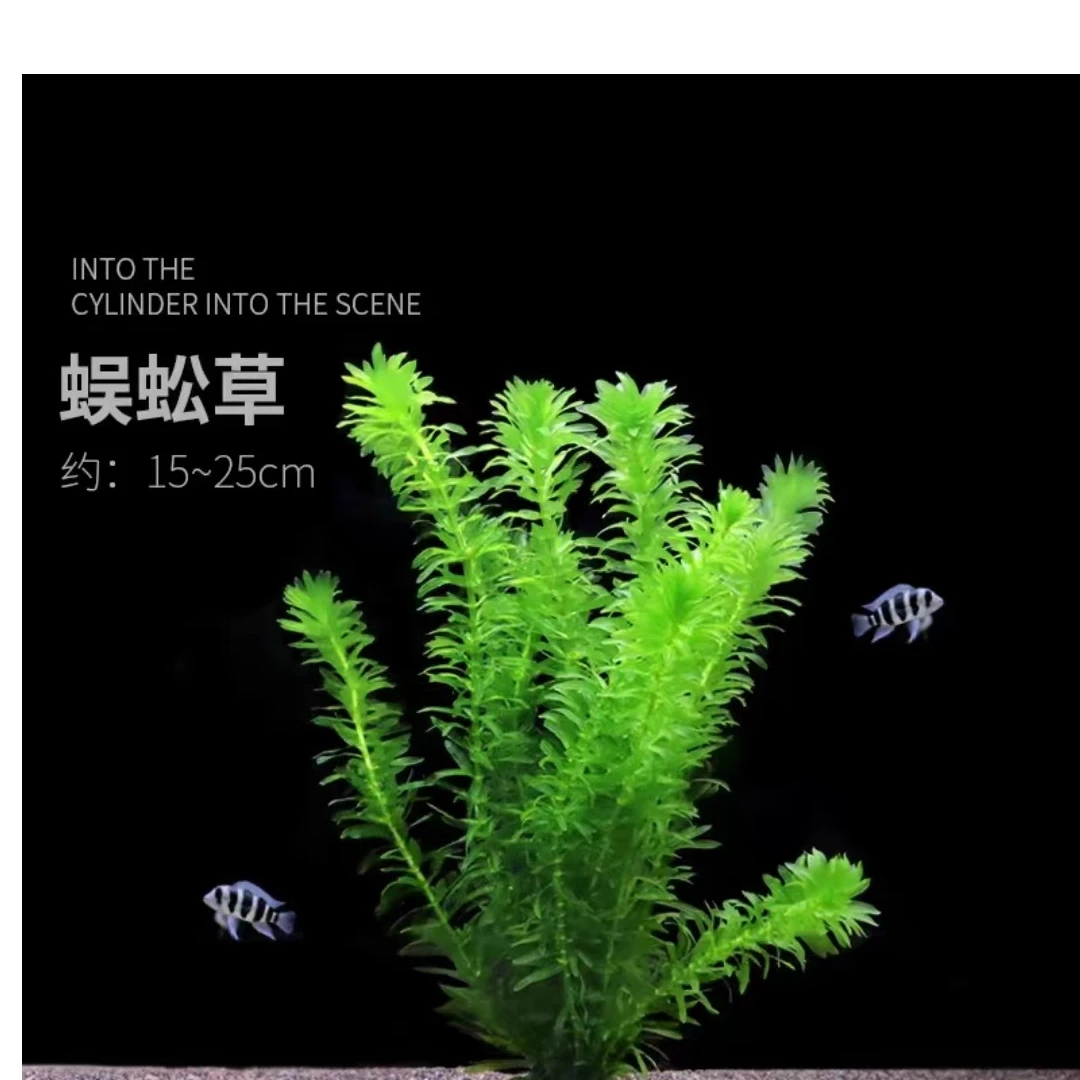 蜈蚣草：中后景水草杉叶藻植物水培鱼虾龟缸造景淡水活体懒人阴性
