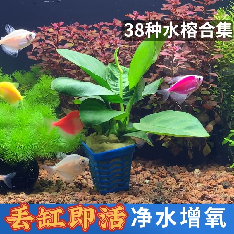 小巴榕水草前后景草新手入门级阴性活体真水草水榕类鱼缸懒人造景