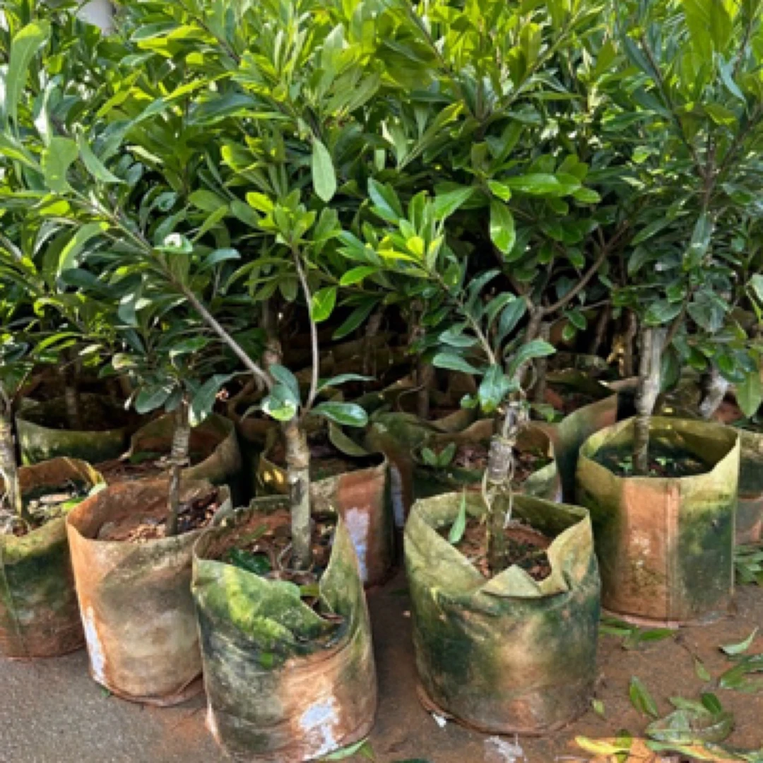 1-4年杨梅绿植盆栽已嫁接