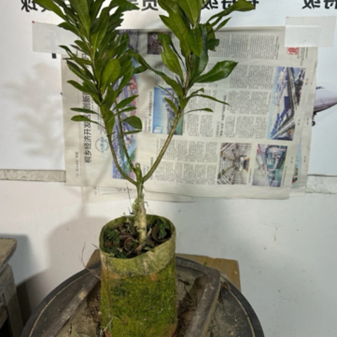 1-4年绿植盆栽嫁接