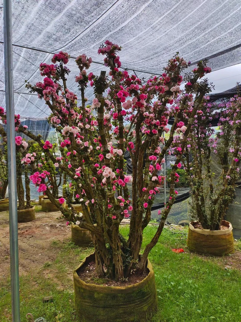 杜鹃花老桩耐寒耐热