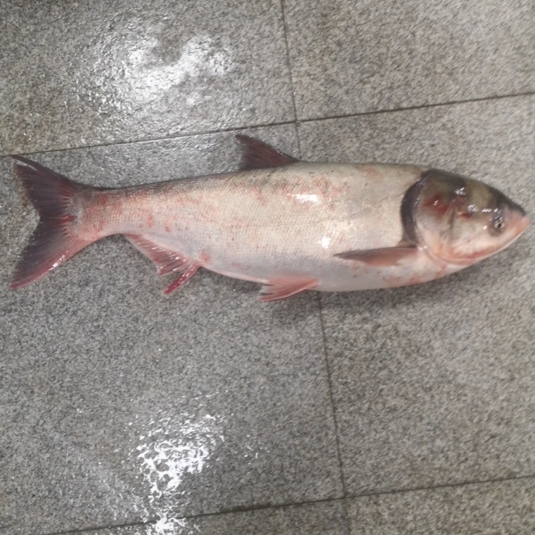 节前促销白鲢鱼（产地长春）