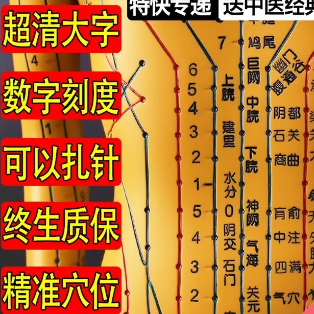 WP政河针灸穴位人体模型经络穴位模特图全身中医十二铜人扎针小皮