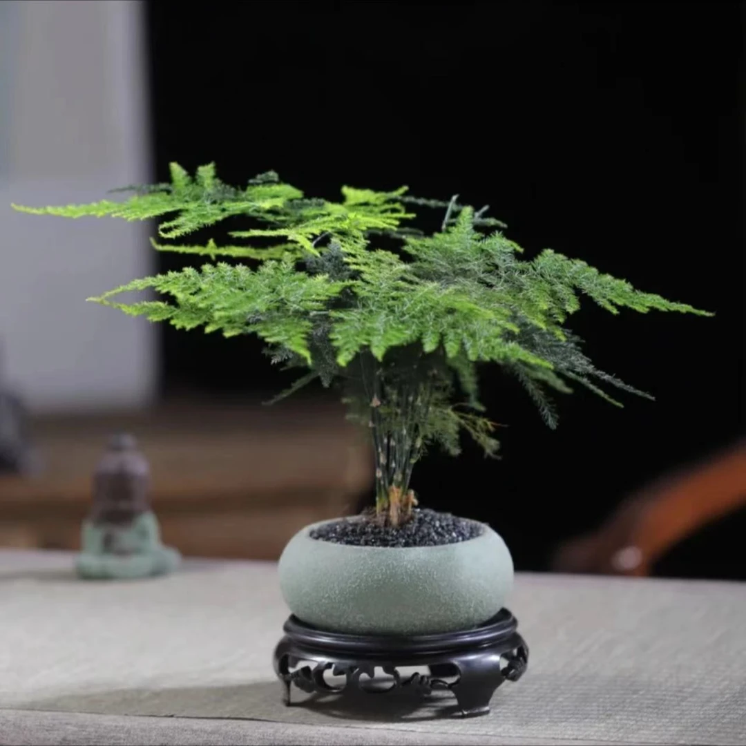 文竹盆栽植物室内进化空气办公室室内花卉盆栽好养四季常青