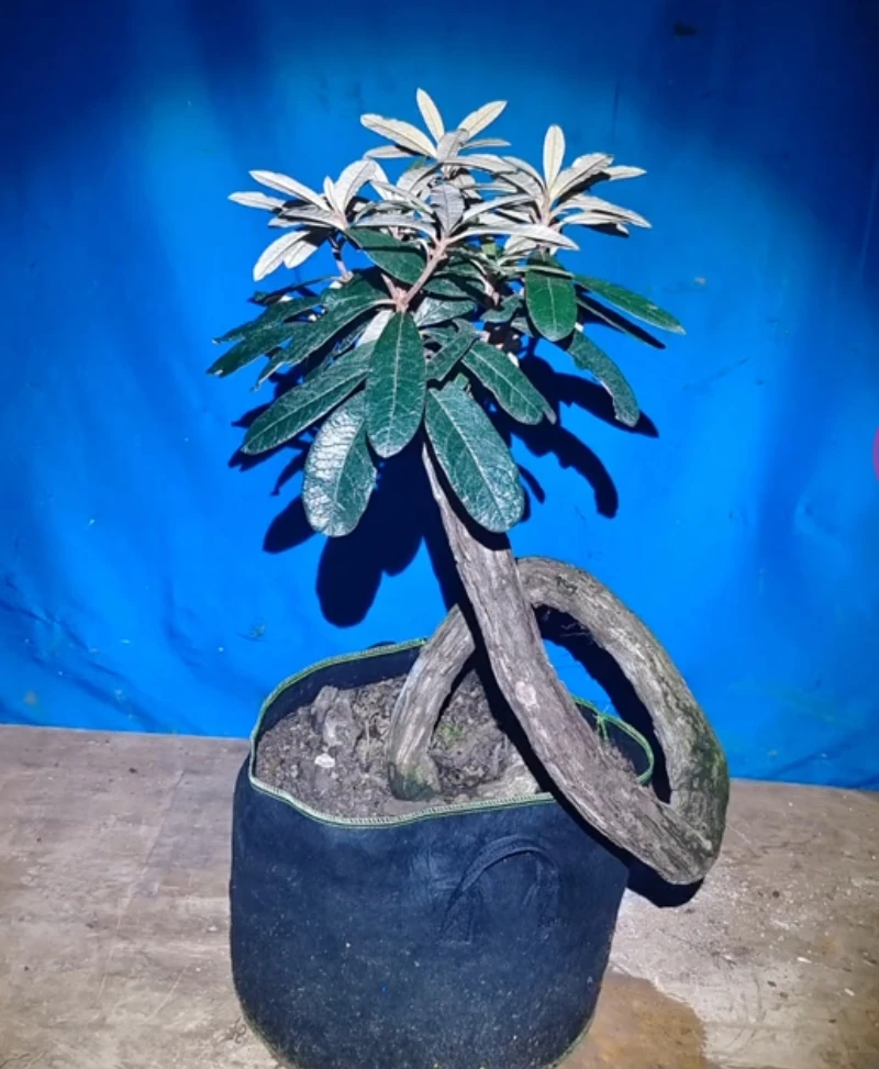 马樱花庄子一物一拍