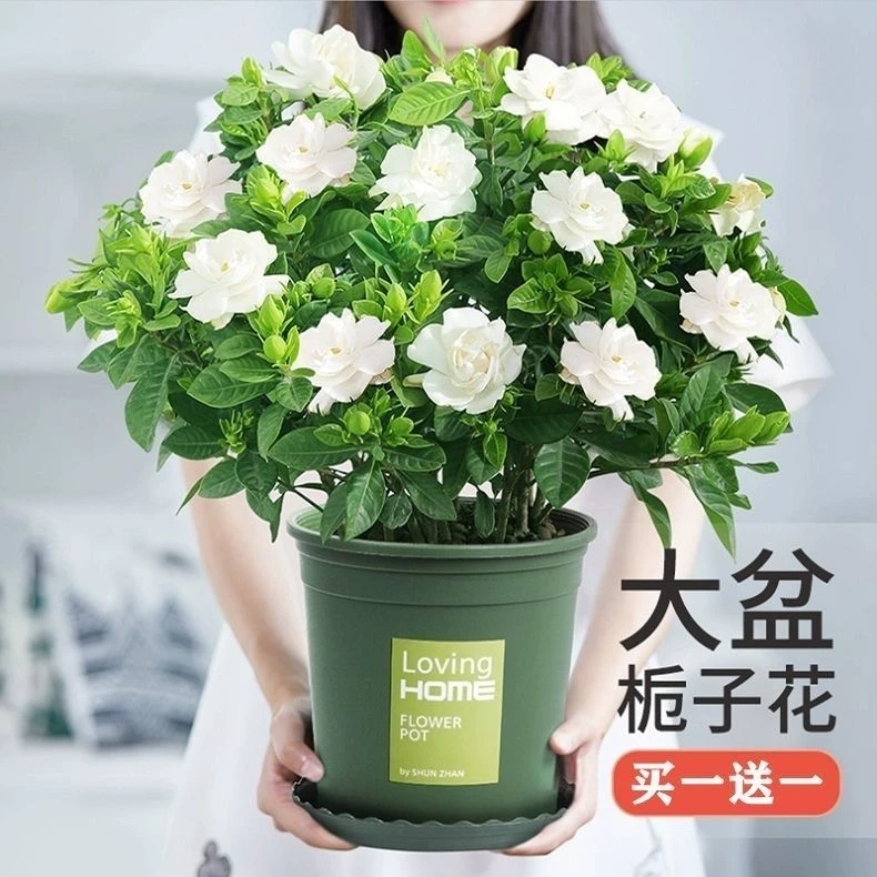 大盆栀子花浓香型栀子花盆栽水培室内花卉绿植四季开花除甲醛好养