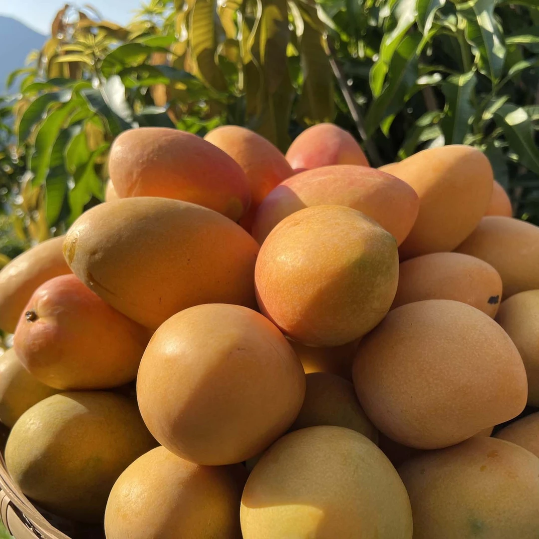 【金香玉.果冻芒】5斤/8.5斤绿色水果