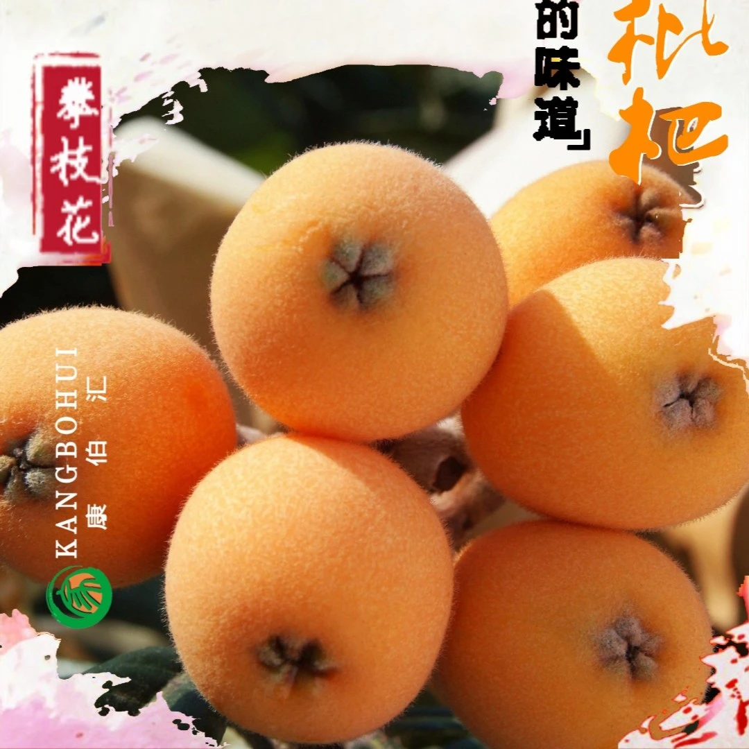 【攀枝花米易枇杷】净果3/5斤