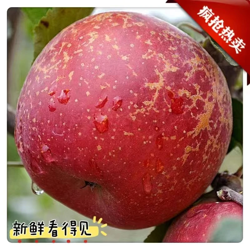 昭通丑苹果冰糖心农家种植孕妇苹果新鲜脆甜水果整箱5/9斤包邮