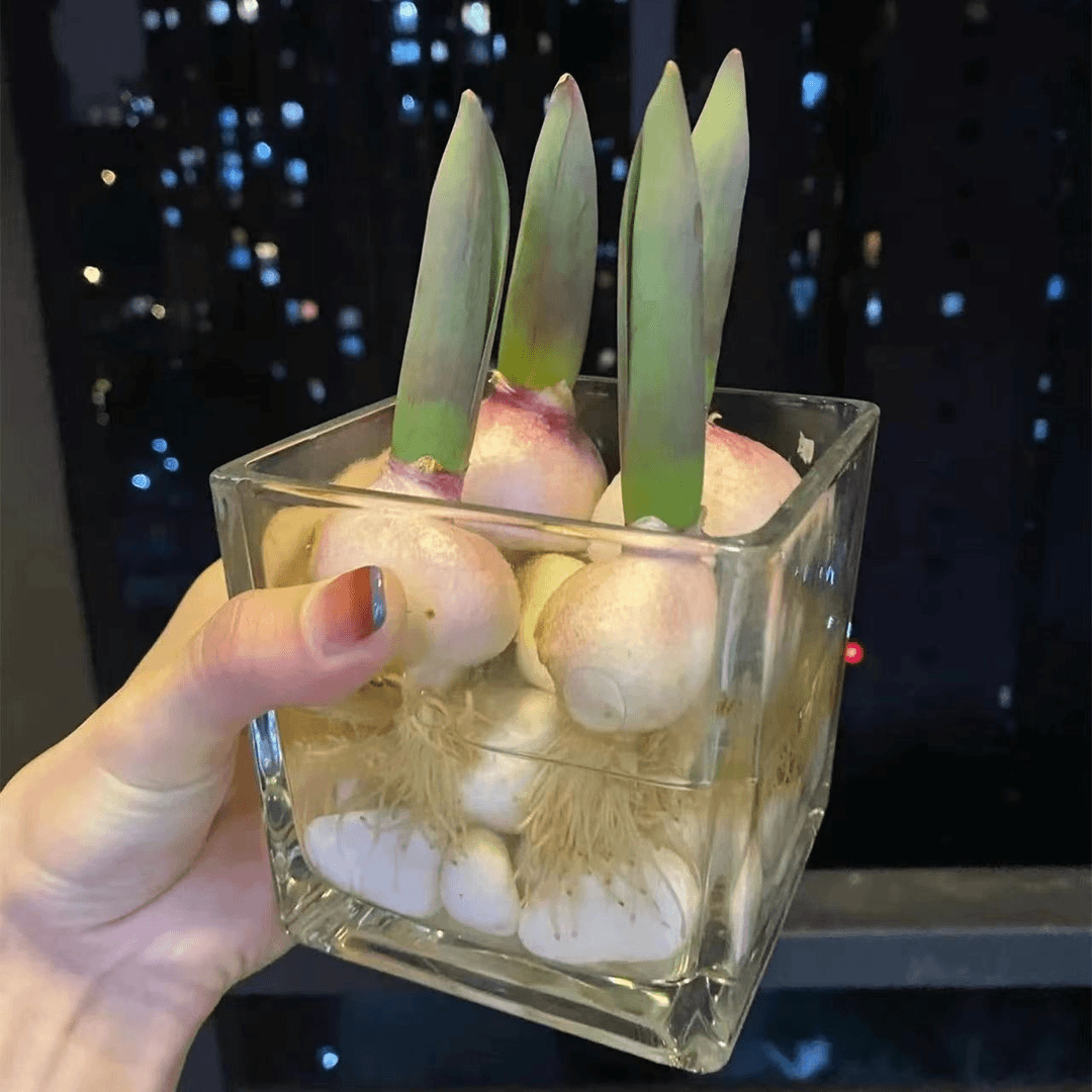 郁金香种球懒人水培成活春天原生耐寒四季种植风信子春节盆栽花卉