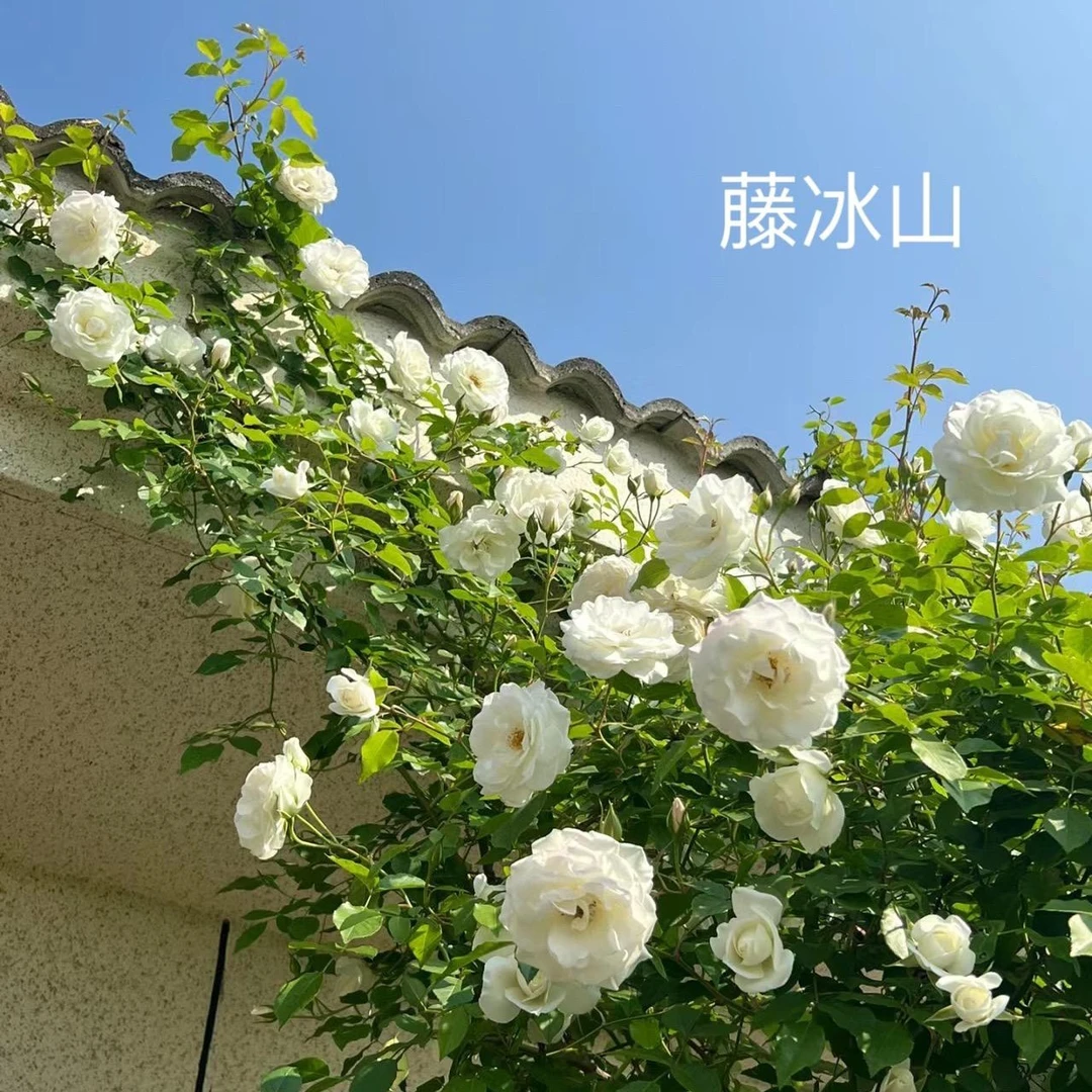 藤冰山爬藤月季抗性好非常受欢迎的白色耐寒耐晒多季节开花可爱