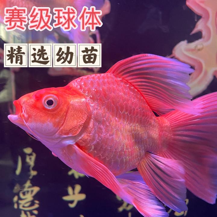 台湾彩色蝴蝶鲤红色球体短身大鳍大尾观赏鱼鱼苗活体冷水淡水锦鲤