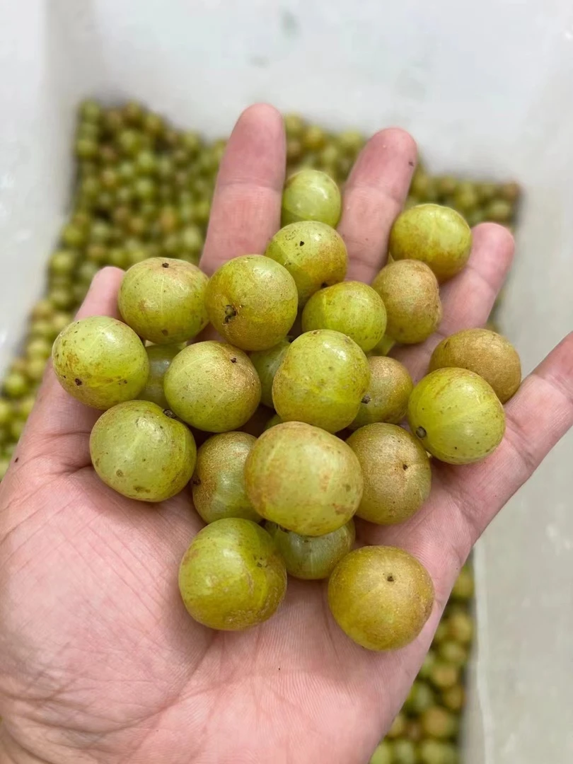 【云姐优选】老丛赤皮珍珠油甘多汁肉酥1000g