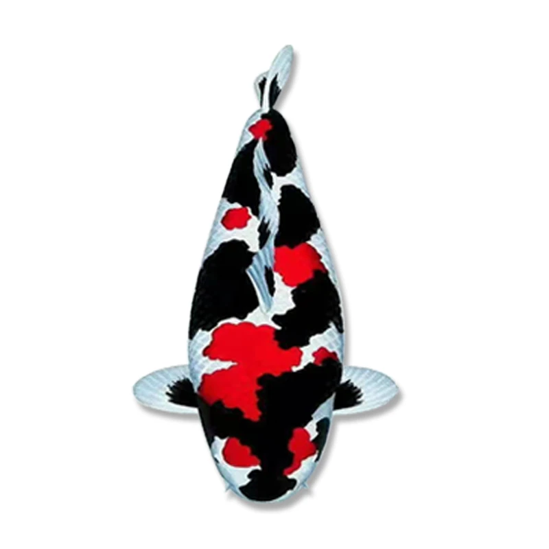 T淡水锦鲤观赏鱼昭和