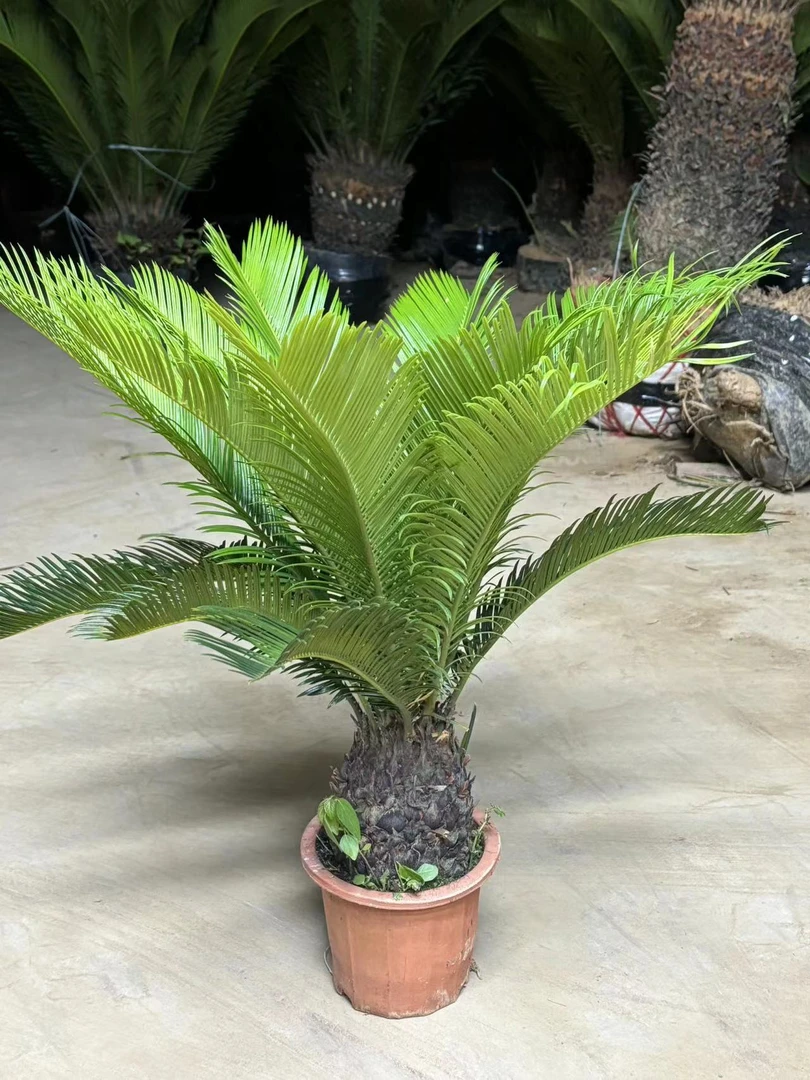 铁树盆景苏铁茶几四季常青绿植耐寒耐热公母