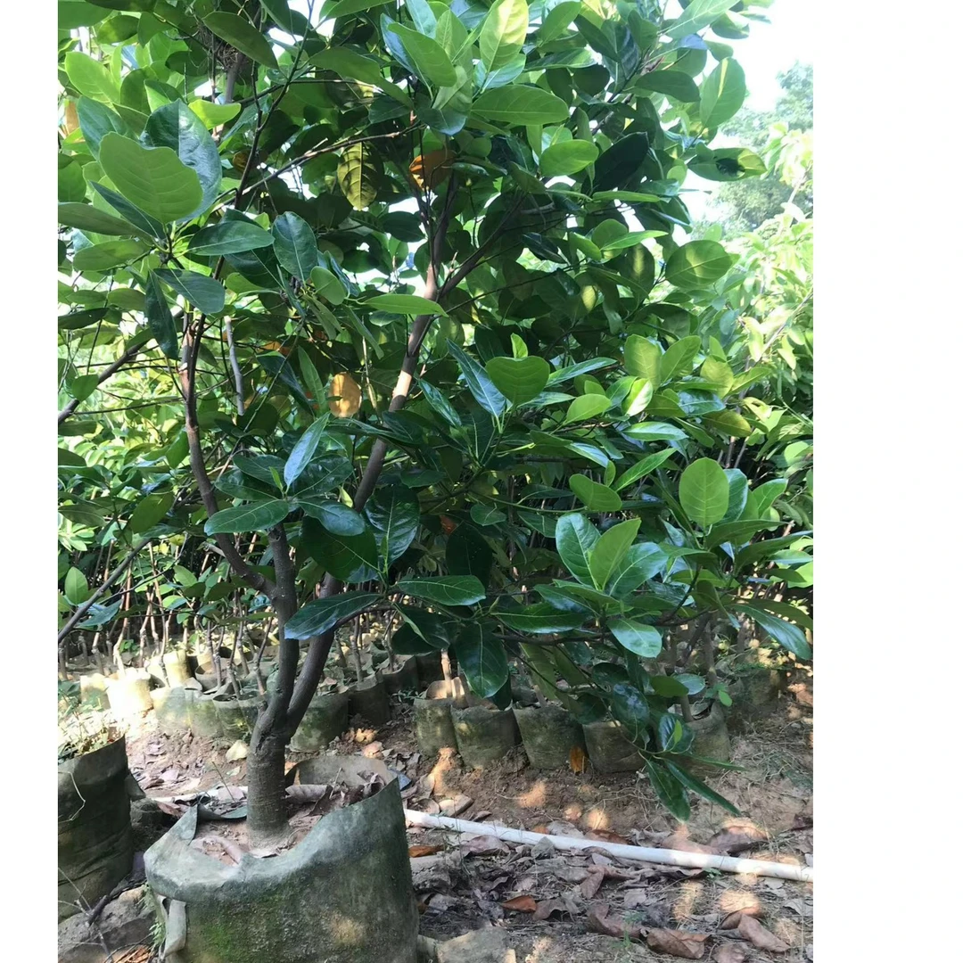 越南红肉，泰8，泰12，马来西亚一号