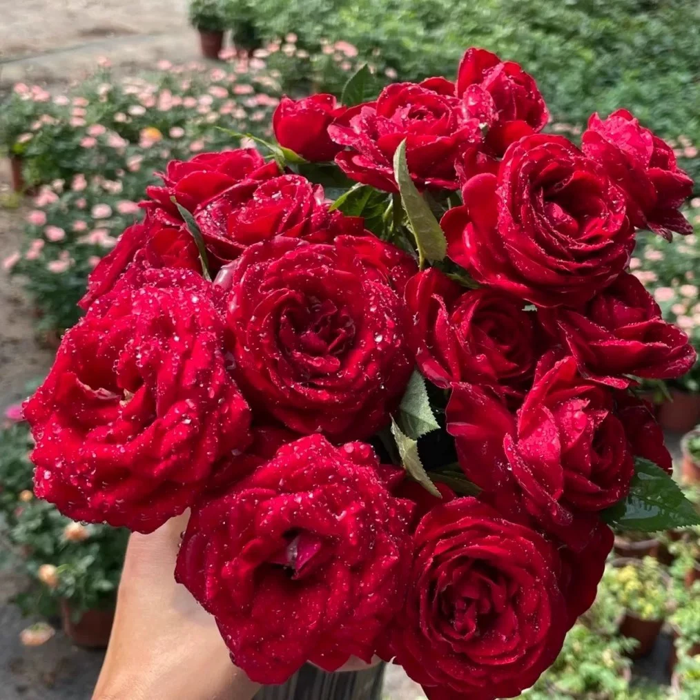 【中国红】月季玫瑰 阳台庭院种植 四季开花原盆原土发货