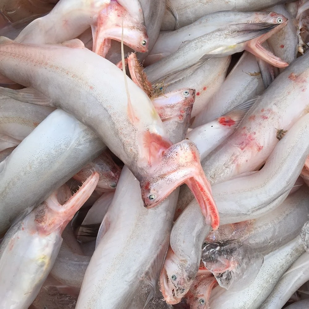 福建新海鱼龙头鱼豆腐鱼九肚鱼冰鲜现捕现发 包邮顺丰