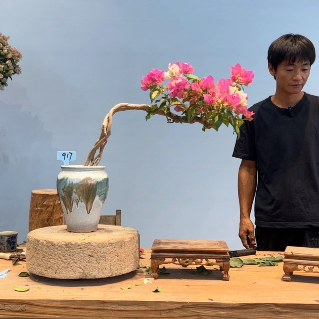 【闪购商品】盆景917