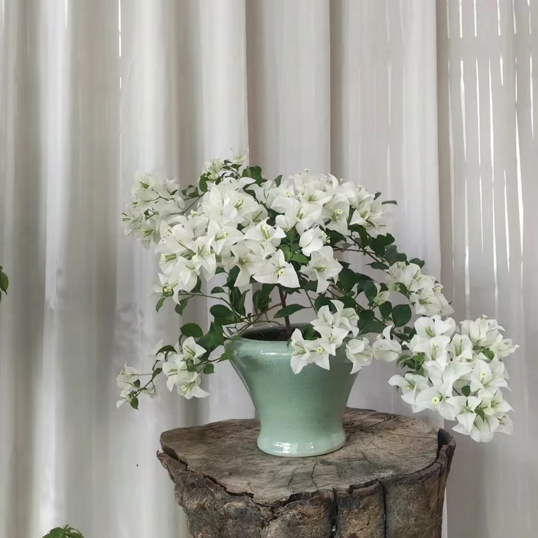 【白雪公主】三角梅四季开花勤花爬藤植物阳台庭院室内清新绿植观赏