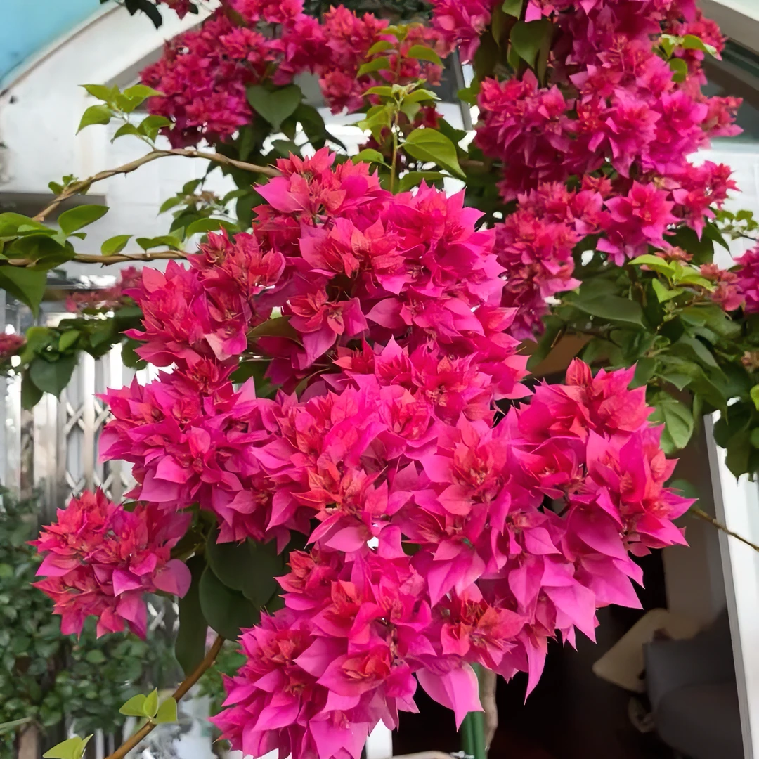【重瓣红】三角梅四季勤花爬藤植物室内阳台庭院清新绿植观赏养护