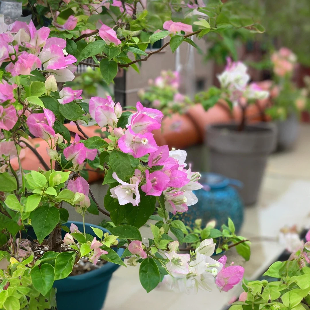 【口红】三角梅四季开花勤花爬藤植物阳台庭院室内绿植观赏清新花卉