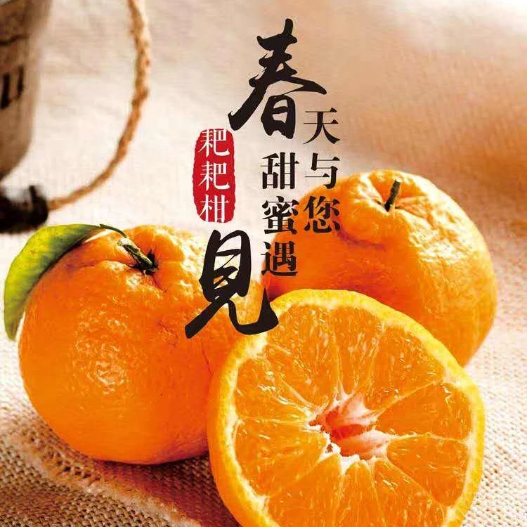 【头茬鲜果】春见耙耙柑新鲜多汁香甜无籽皮薄细嫩果粒甜蜜