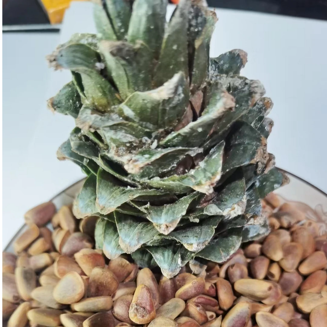 东北野生红松松子